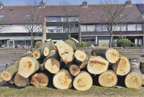 bomen kap