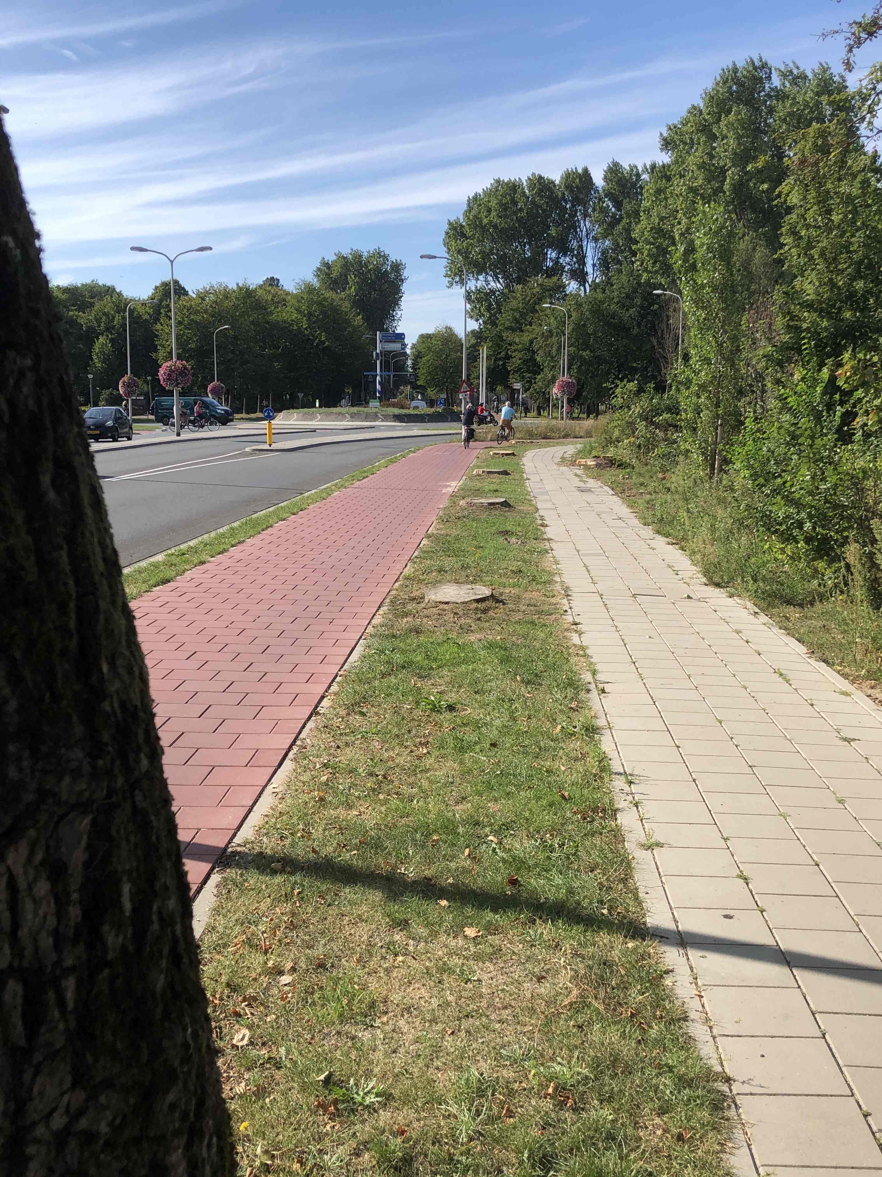 Bomen langs zeeweg 1