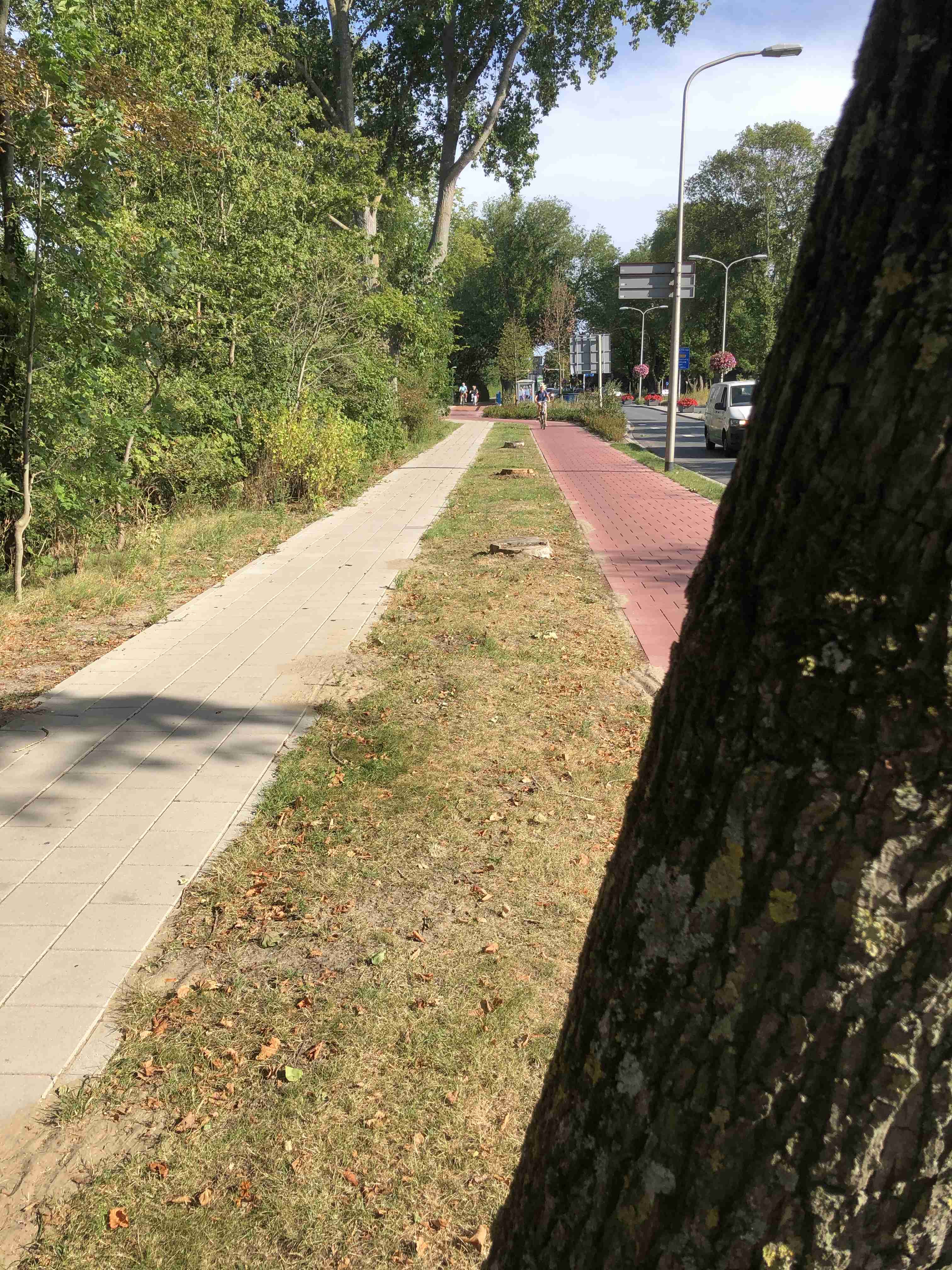 Bomen langs zeeweg 2