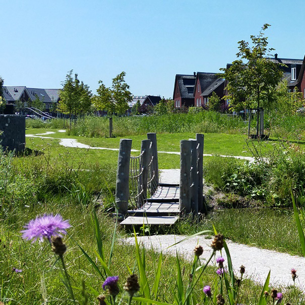 PB illegale bomenkap media plaatje2