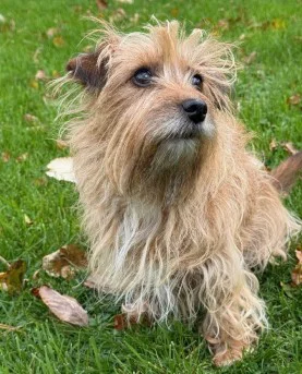 afschaffen_hondenbelasting